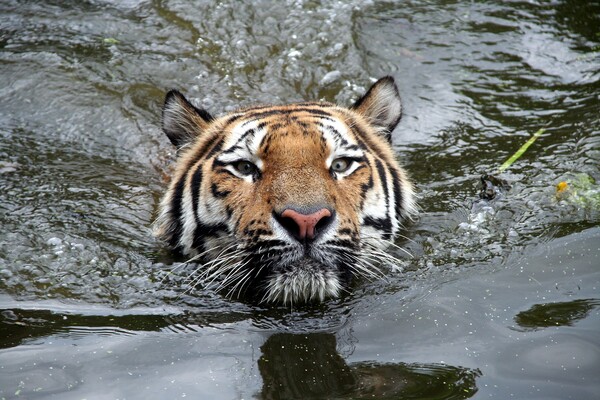 2022 - Das Jahr des »Wasser Tigers«: schmiede Pläne, trete energisch auf und denke strategisch
